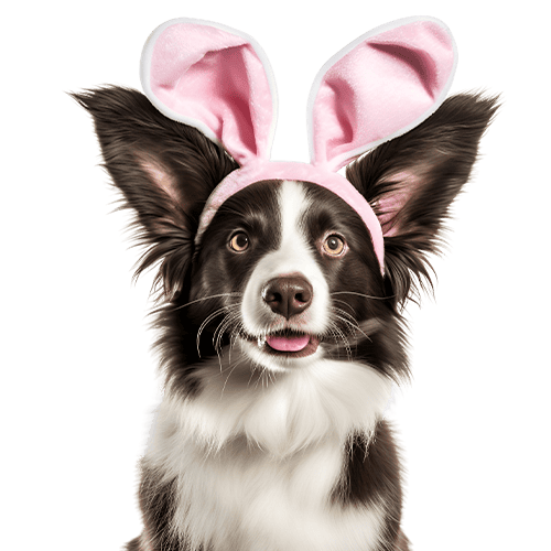 Bannner-pasqua-cane