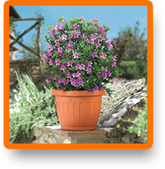 banner-giardino-vaso