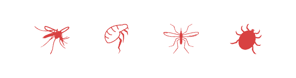 banner-effitix-insetti