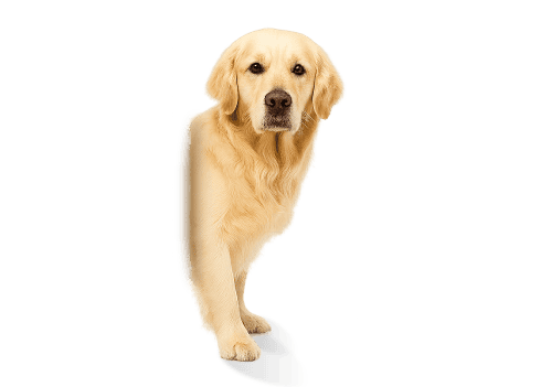 ww