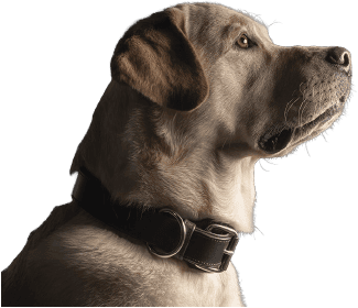 Risorsa 10-banner-purina-sett-2025