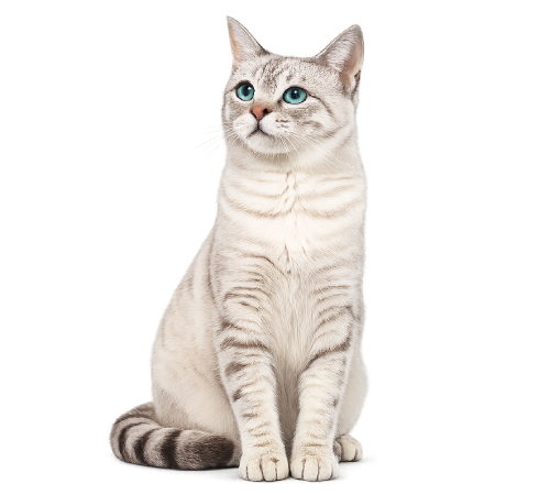 Gatto chiaro con occhi azzurri seduto