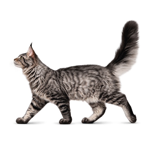 Gatto tigrato a pelo lungo cammina di profilo