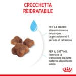 RC-SPT-DRY-Babycat-CV-4-it_IT