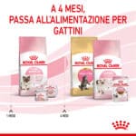 RC-SPT-DRY-Babycat-CV-5-it_IT