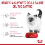 RC-SPT-DRY-Kitten-CV-3-it_IT
