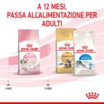 RC-SPT-DRY-Kitten-CV-5-it_IT