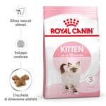 RC-SPT-DRY-Kitten-MV-1-it_IT