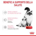 RC-SPT-WET-Babycat-CAN-CV-3-it_IT