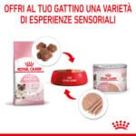 RC-SPT-WET-Babycat-CAN-CV-4-it_IT