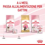 RC-SPT-WET-Babycat-CAN-CV-8-it_IT