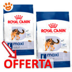 rc-dog-shn-maxiadult-new-mp