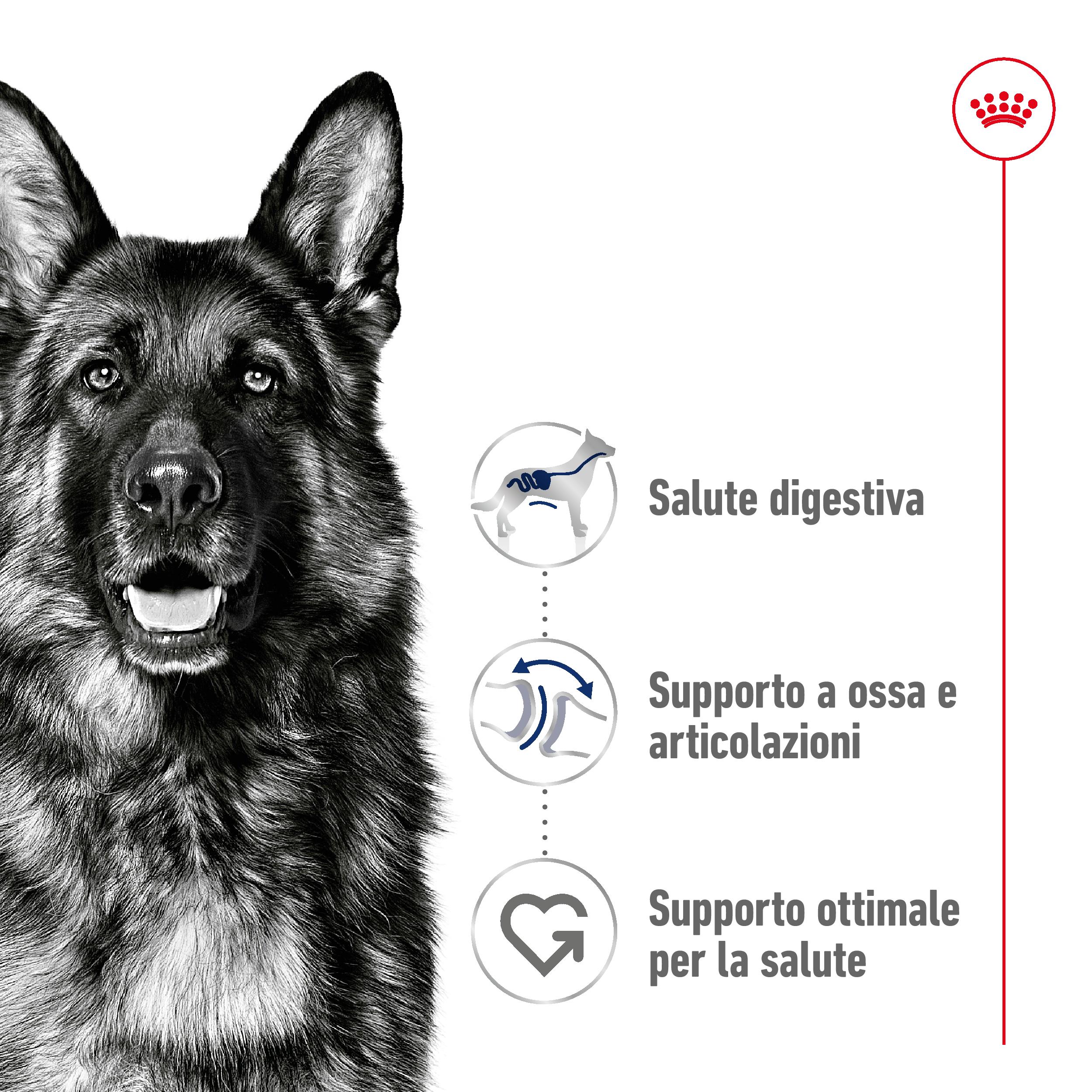 rc-shn-dog-maxiadult-new (2)