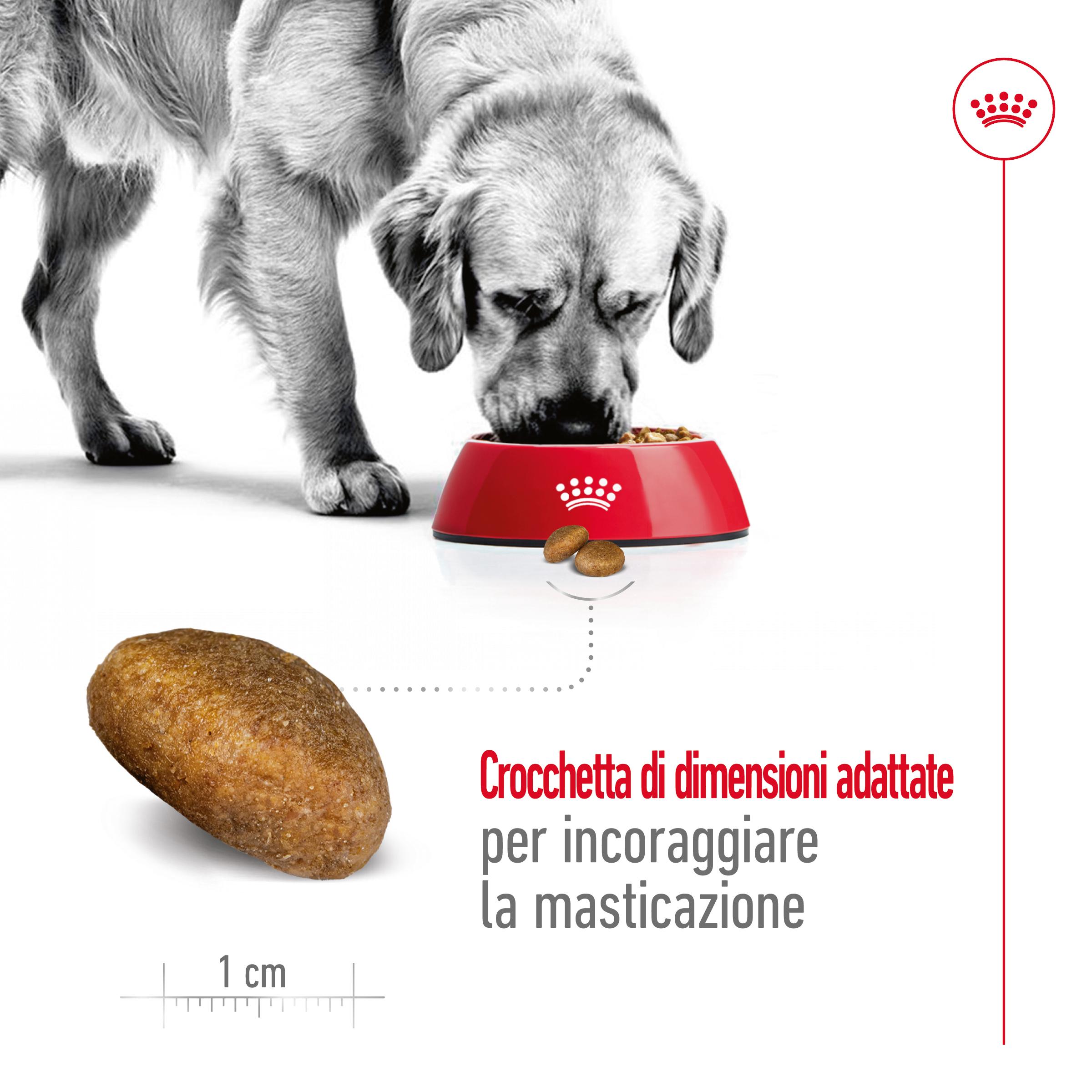 rc-shn-dog-maxiadult-new (4)