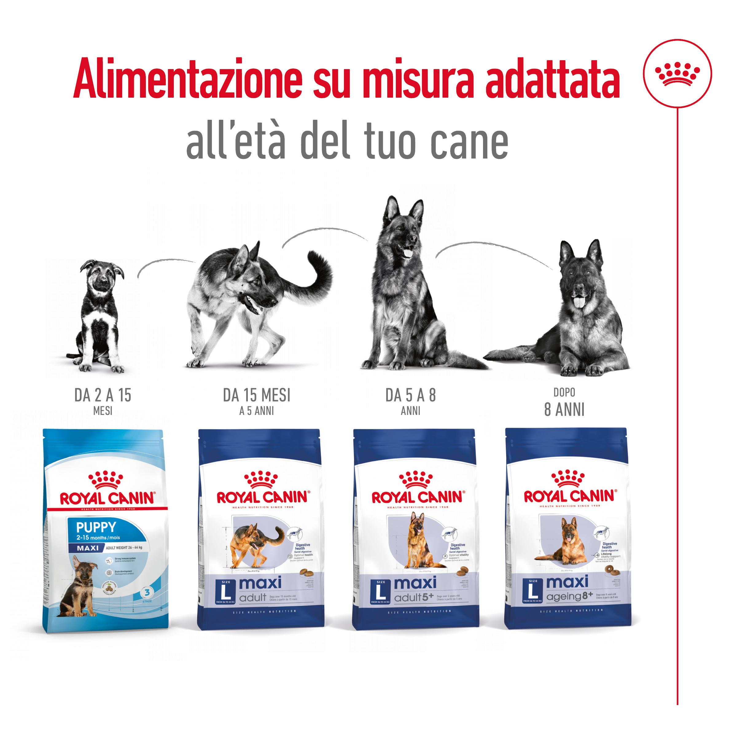 rc-shn-dog-maxiadult-new (5)