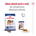 rc-shn-dog-maxiadult-new (6)