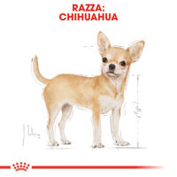 Illustrazione di un cane Chihuahua su sfondo bianco