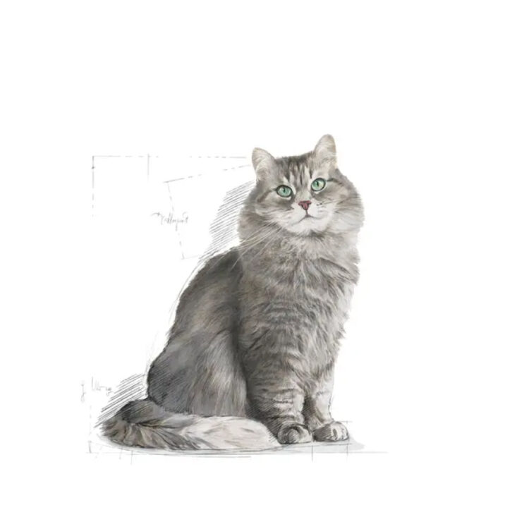 royal-canin-cat-sensible-3