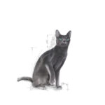 royal-canin-cat-sterilised-37-3