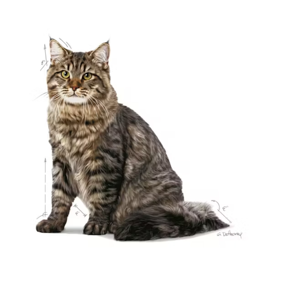 royal-canin-cat-urinary-care-3