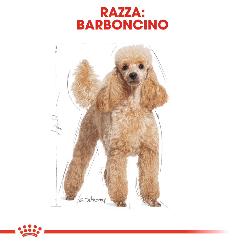 royal-canin-dog-adult-barboncino-poodle-gallery-2