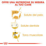 royal-canin-dog-adult-barboncino-poodle-gallery-3