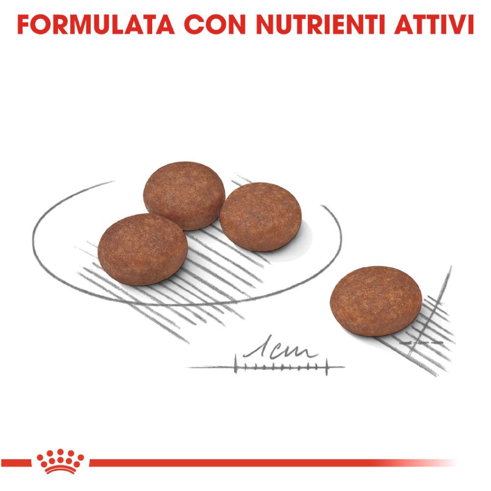 royal-canin-dog-ccn-mini-digestive-care-gallery-4