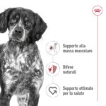 royal-canin-dog-medium-adult-gallery (1)