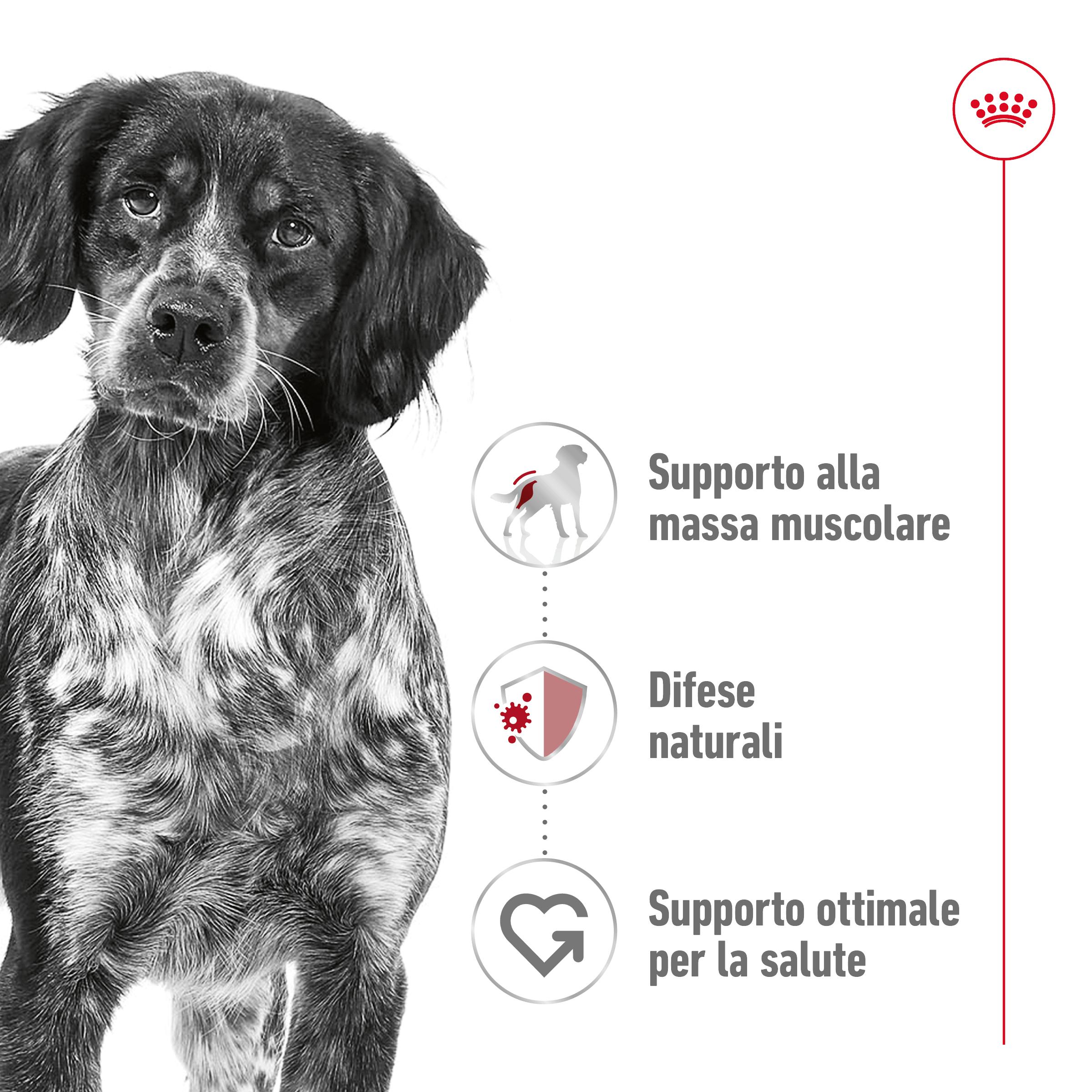 royal-canin-dog-medium-adult-gallery (1)