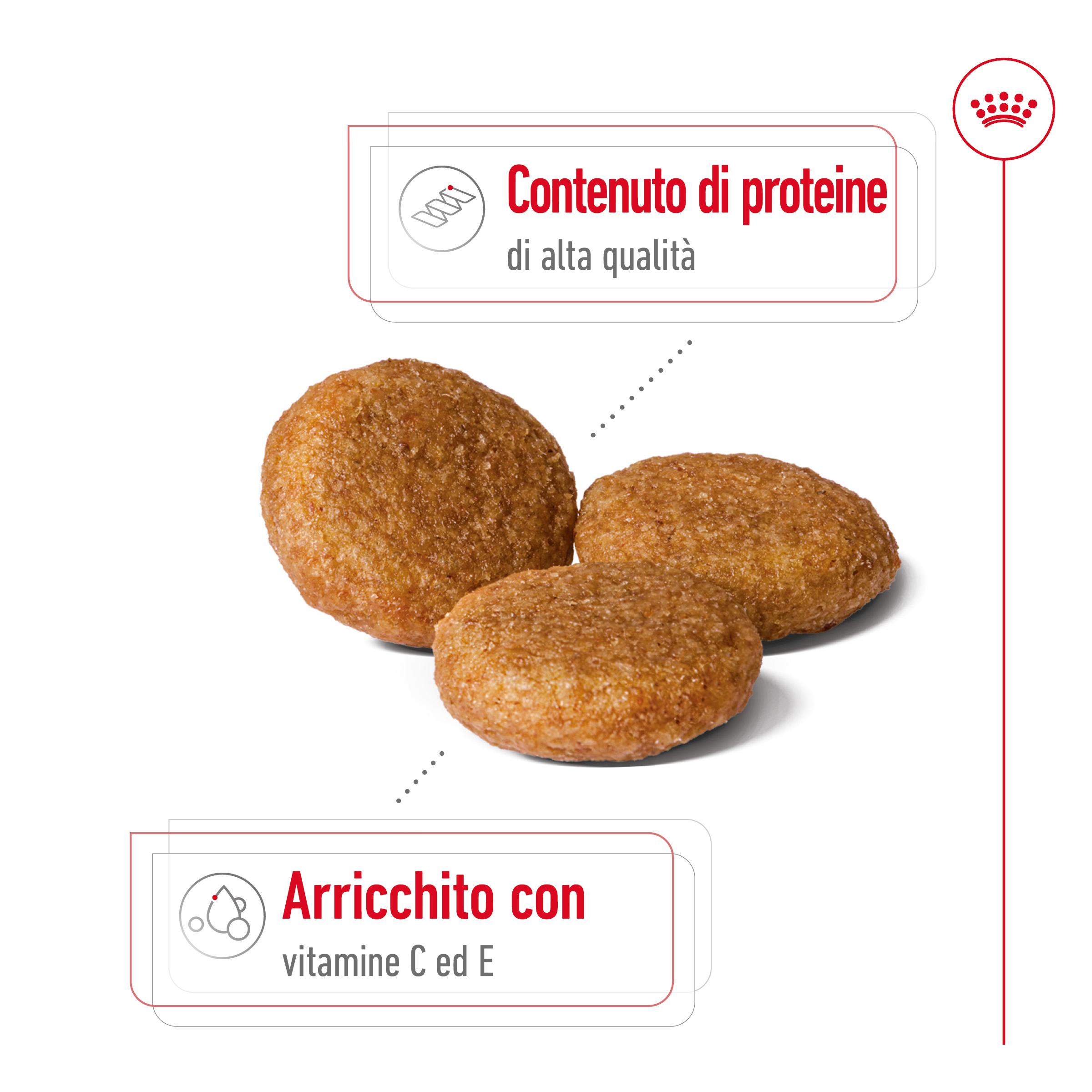royal-canin-dog-medium-adult-gallery (2)