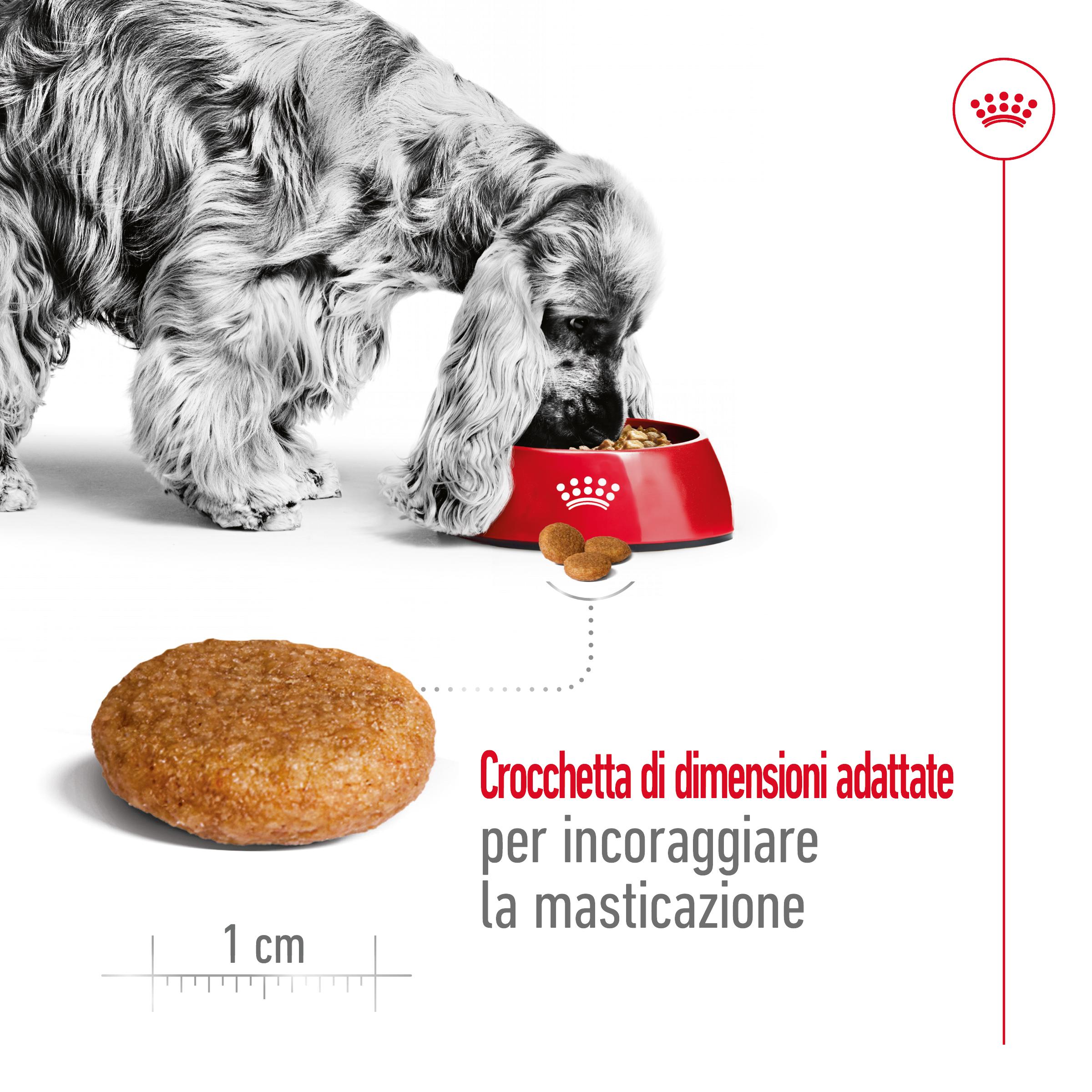 royal-canin-dog-medium-adult-gallery (3)