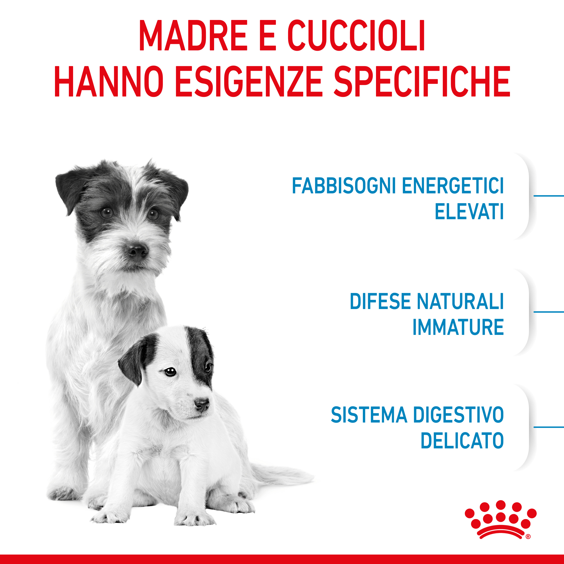 royal-canin-dog-mini-starter-mother-babydog-1