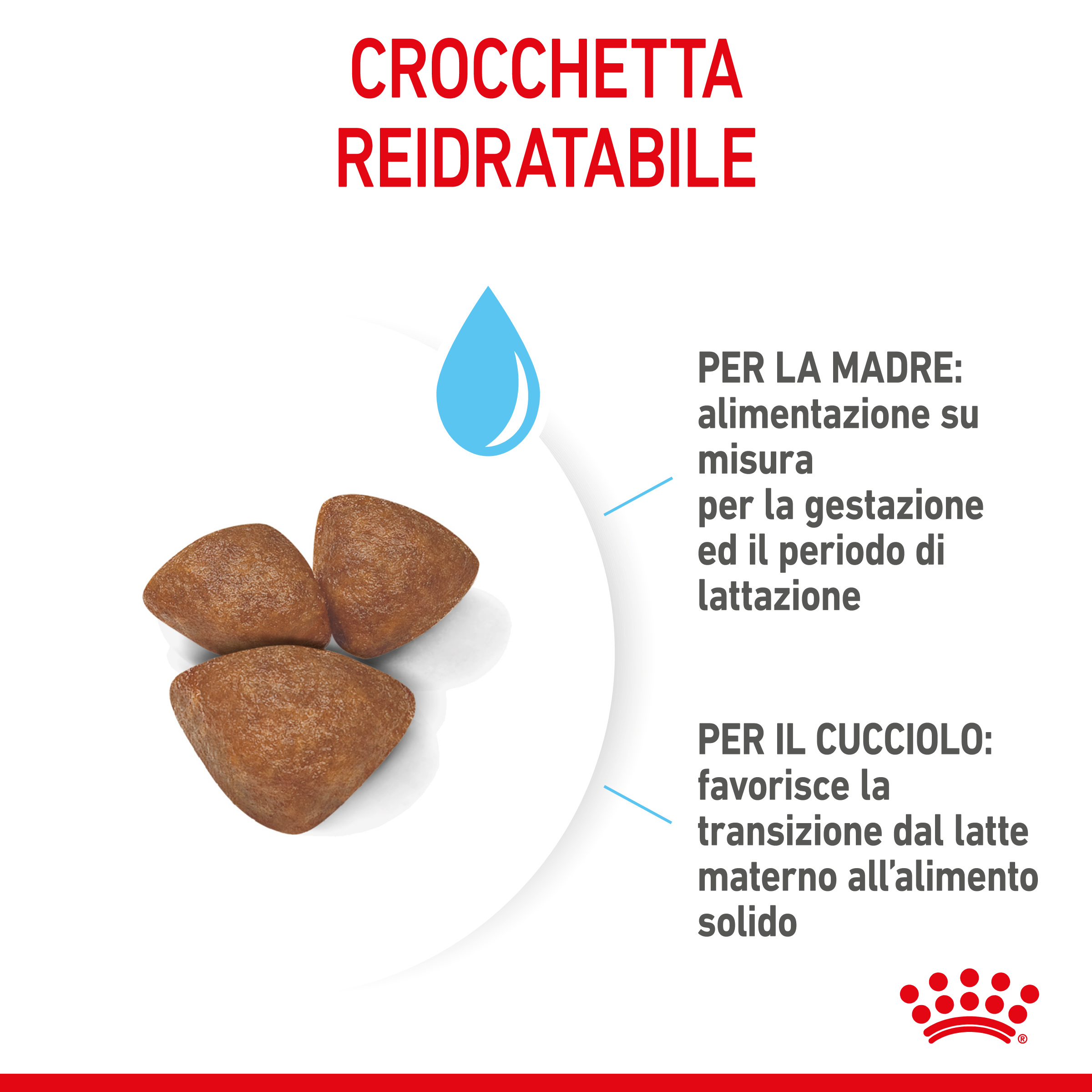 royal-canin-dog-mini-starter-mother-babydog-3