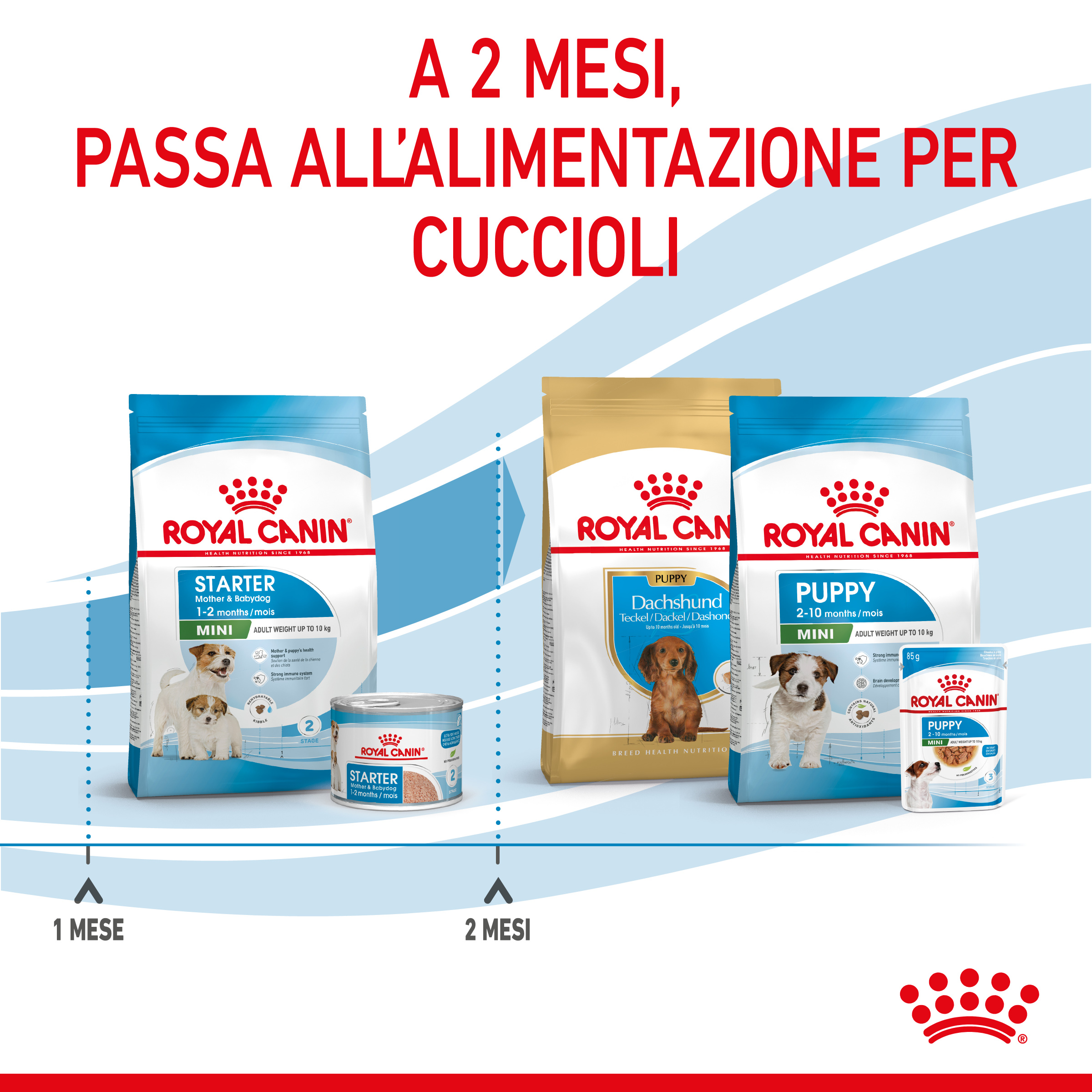 royal-canin-dog-mini-starter-mother-babydog-4