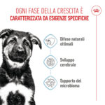 royal-canin-dog-shn-maxi-puppy-gallery-9