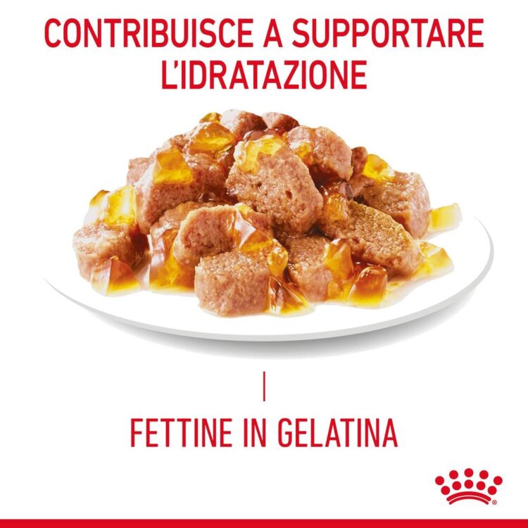 Fettine in gelatina per supportare l’idratazione del gatto