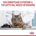 Gatto soriano dal veterinario con messaggio promemoria