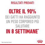 Risultati Royal Canin: oltre 90% dei gatti dimagrisce