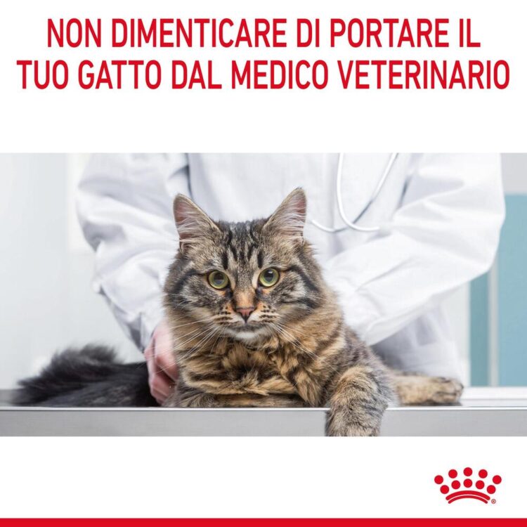 Gatto soriano dal veterinario con messaggio di prevenzione