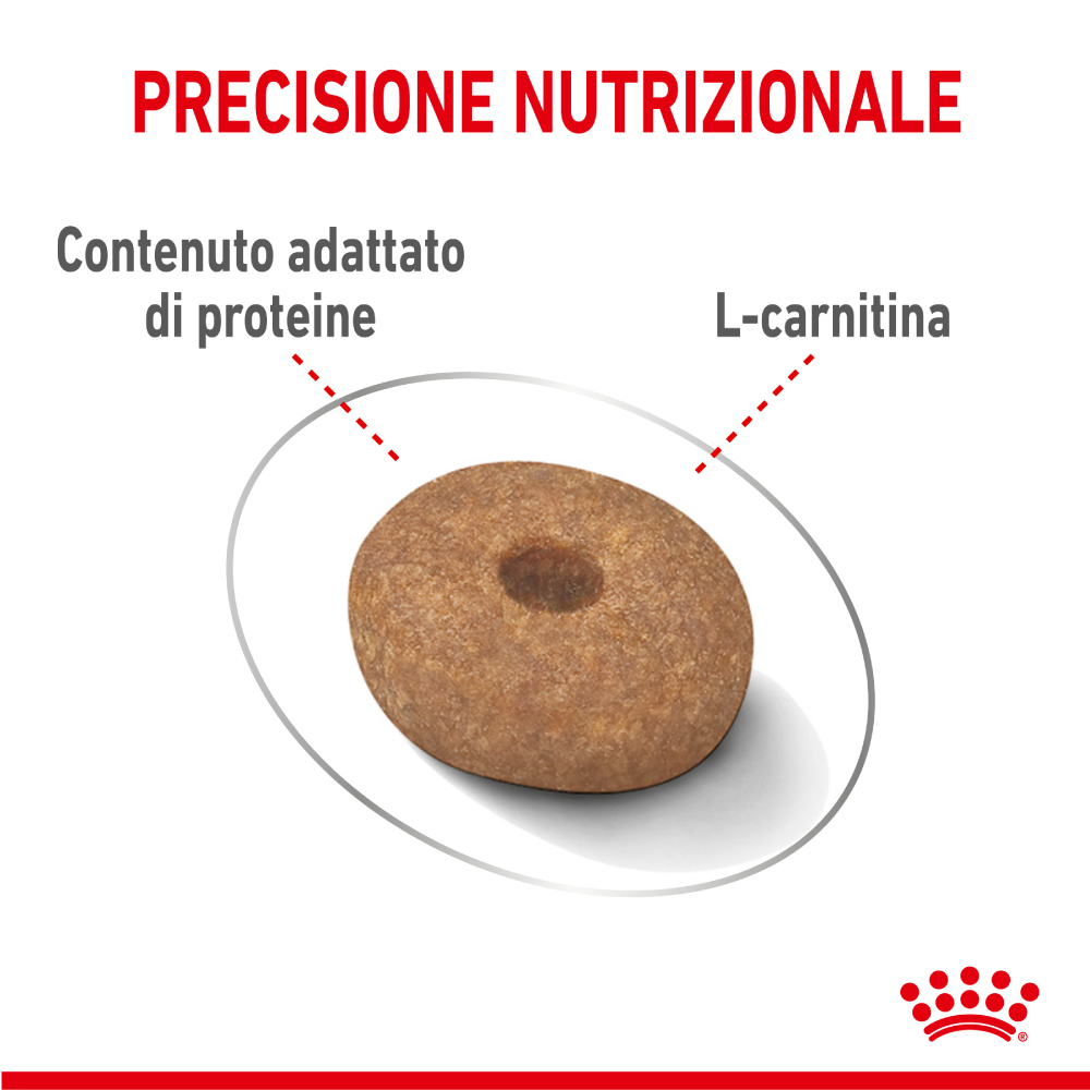 royal-canin-mini-light-weight-care-gallery-5