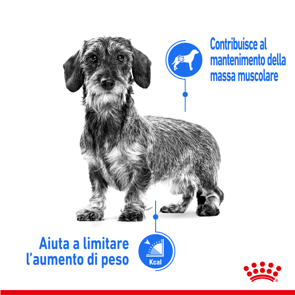 royal-canin-mini-light-weight-care-gallery-7