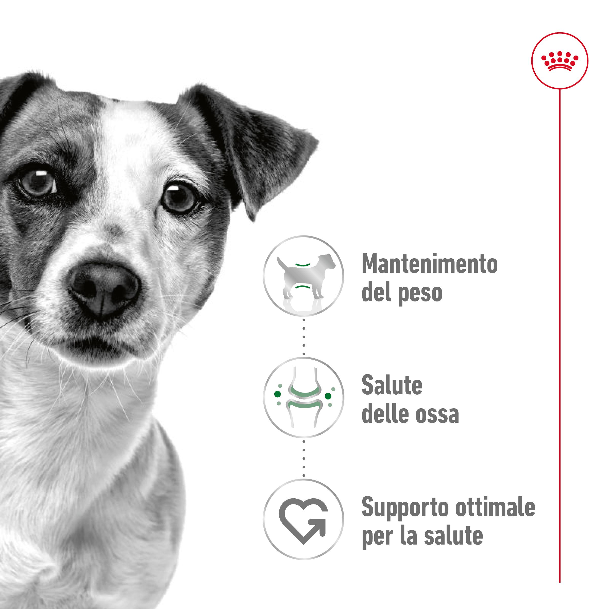 royal-canin-shn-dog-mini-adult-gallery (1)