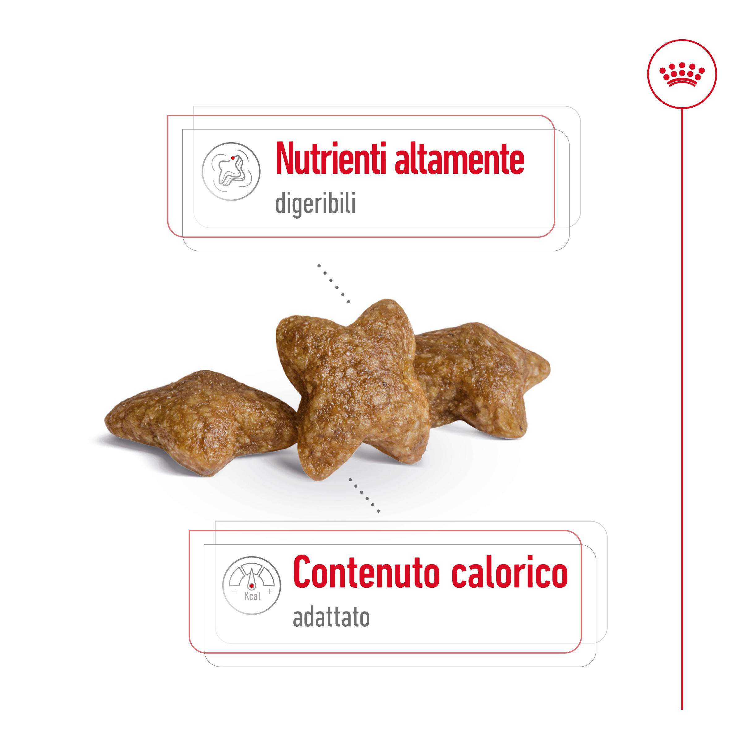 royal-canin-shn-dog-mini-adult-gallery (2)
