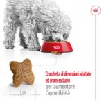 royal-canin-shn-dog-mini-adult-gallery (3)