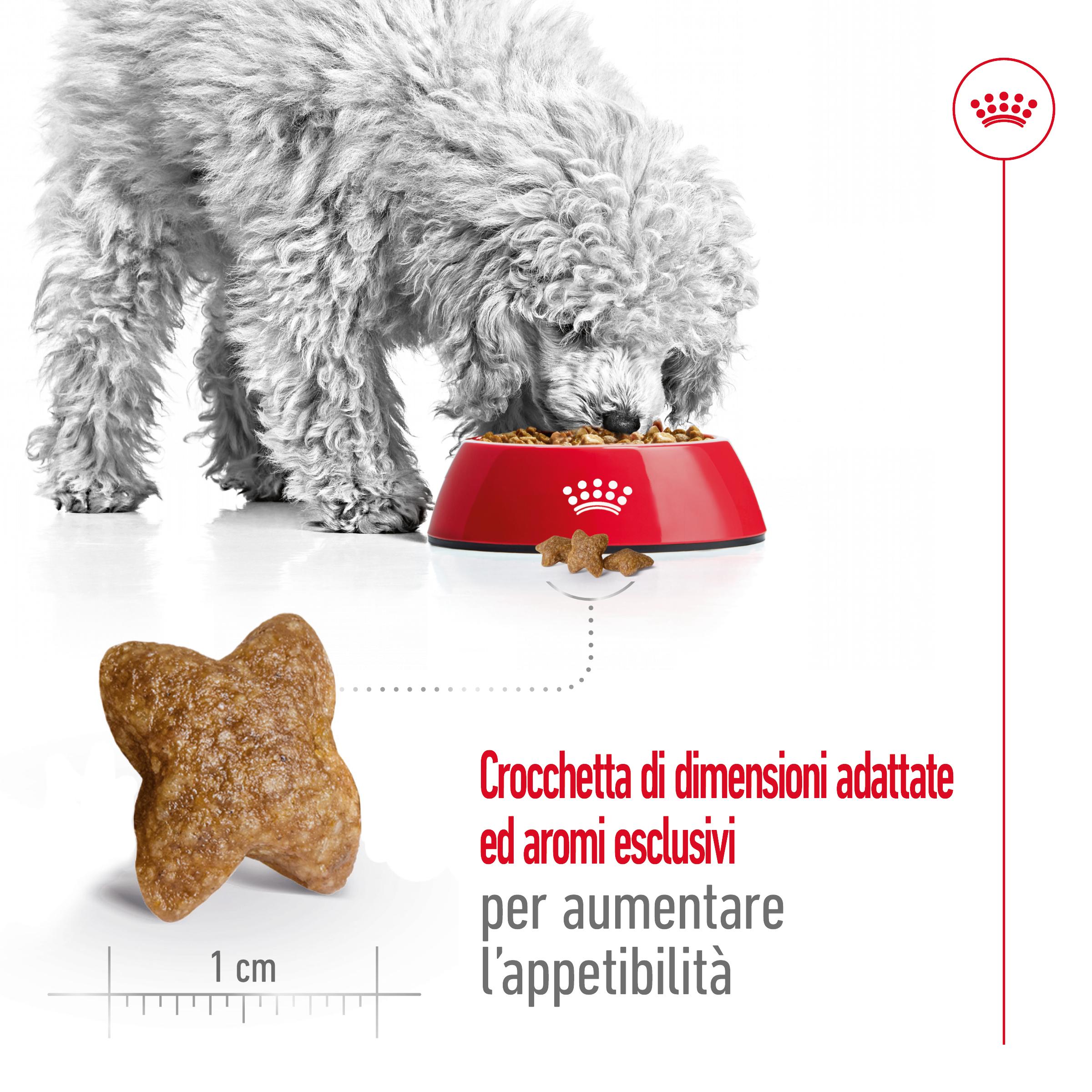 royal-canin-shn-dog-mini-adult-gallery (3)