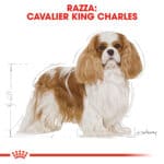CAVALIER KING ADULT0