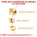 CAVALIER KING ADULT2