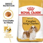 CAVALIER KING ADULT6