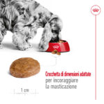 Cocker Spaniel mangia da ciotola rossa Royal Canin