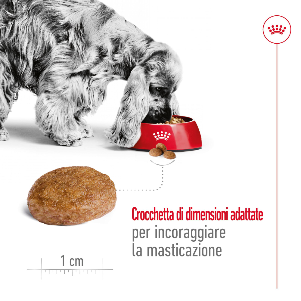 Cocker Spaniel mangia da ciotola rossa Royal Canin